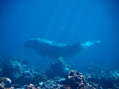 Dugong