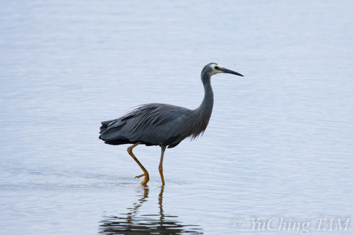 White-faced Heron