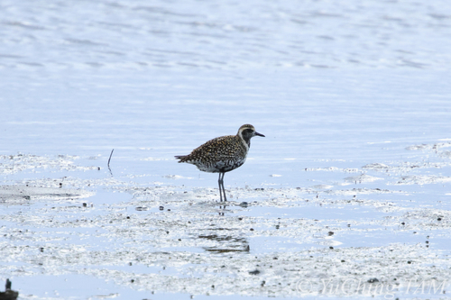 Pacific Golden-Plover