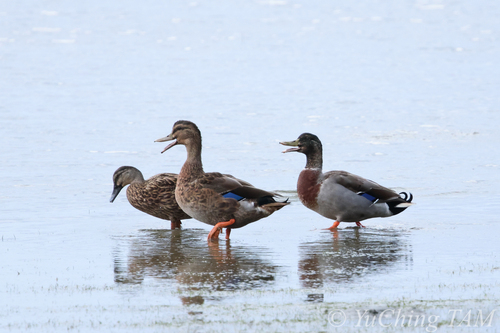 Pacific Black Duck × Mallard