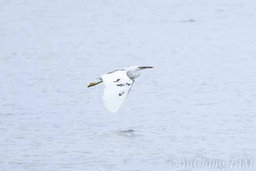 Pacific Reef Heron