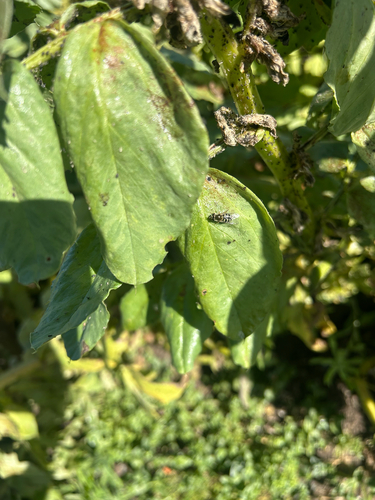 Unknown species found near Carmel Valley Rd, Carmel, CA, US
