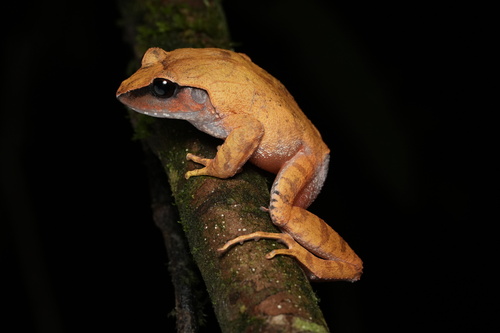 Platymantis rhipiphalcus