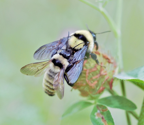 Golden Northern Bumble Bee