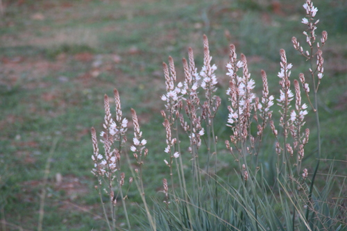 Branched Asphodel