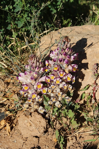 Cistanche violacea