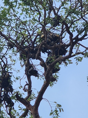 Straw-coloured Fruit Bat