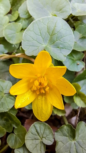 lesser celandine