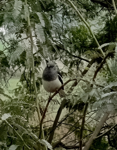 Oriental Magpie-Robin