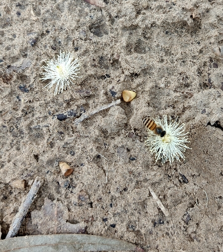 Western Honey Bee