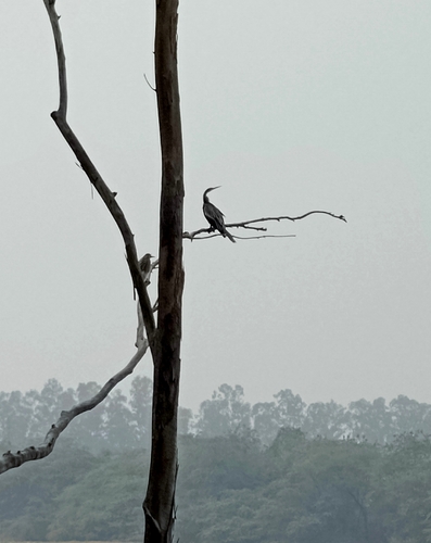 Oriental Darter
