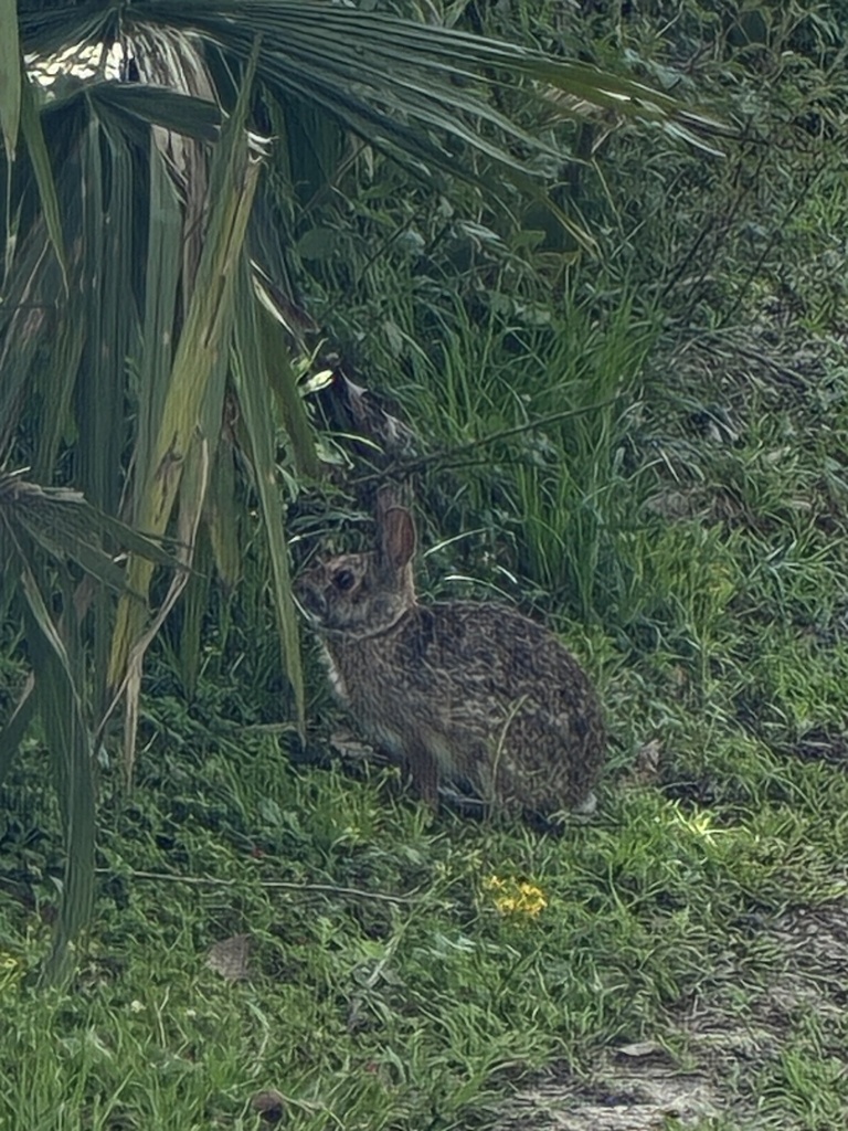 Swamp Rabbit from Mohawk Dr, Lake Charles, LA, US on March 23, 2026 at ...
