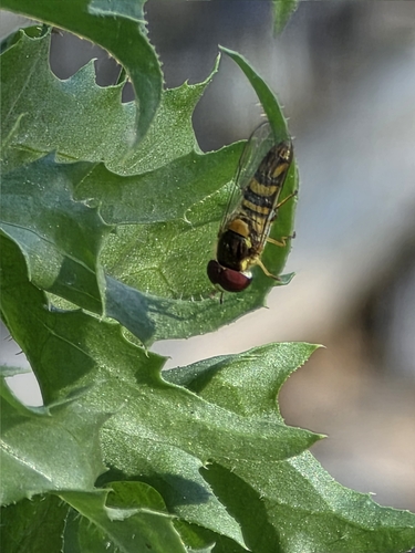 Unknown species found near Lincoln / Idaho, Pasadena, CA 91103, USA