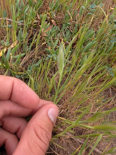 iNaturalist observation photo of rabbitfoot grass