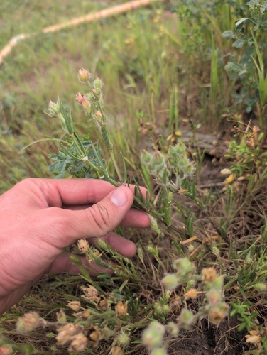iNaturalist observation photo of Sticky Sand-Spurrey