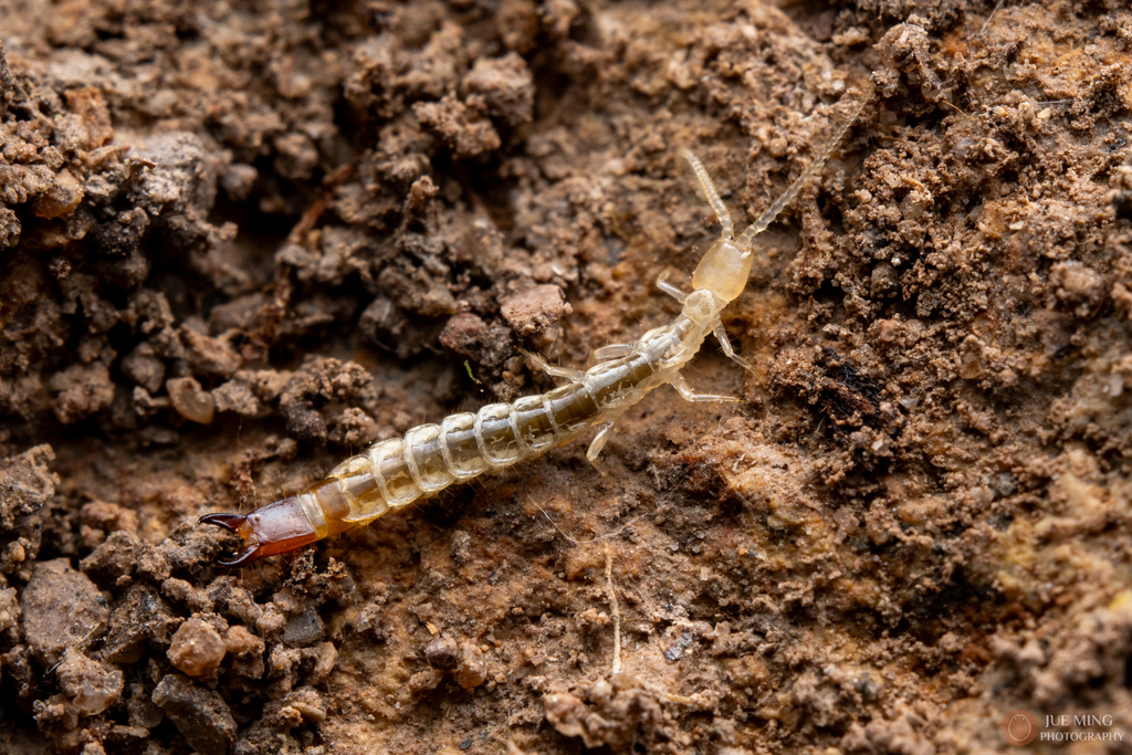 Jhod Insect Japygids from 中国浙江省杭州市临安区 on March 23, 2026 at 10:19 PM by 决明 · iNaturalist