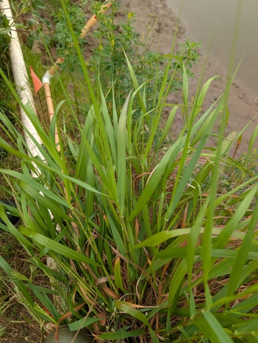 iNaturalist observation photo of panic veldtgrass