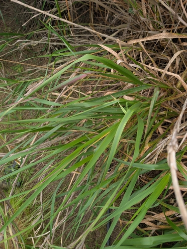 iNaturalist observation photo of Leymus