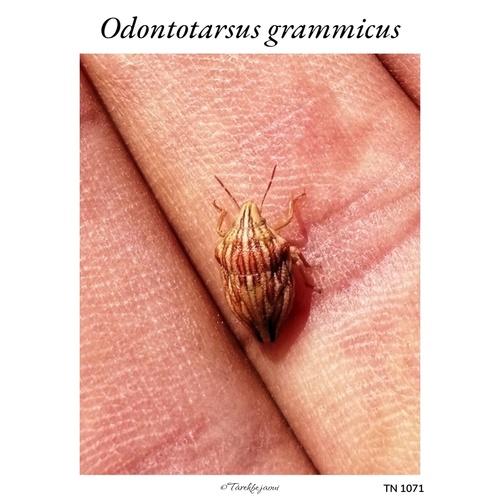 Odontotarsus grammicus