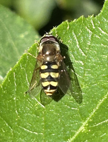Unknown species found near University of California, Berkeley, Berkeley, CA, US