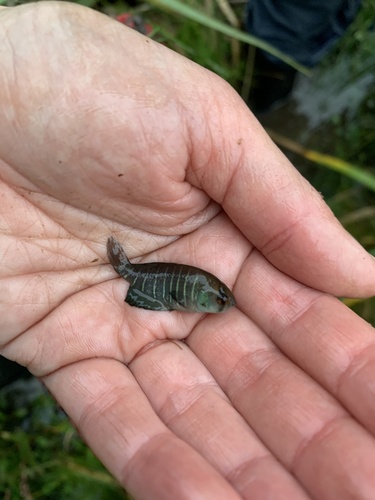 Austrolebias viarius