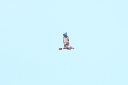Avistamiento Aguilucho lagunero occidental