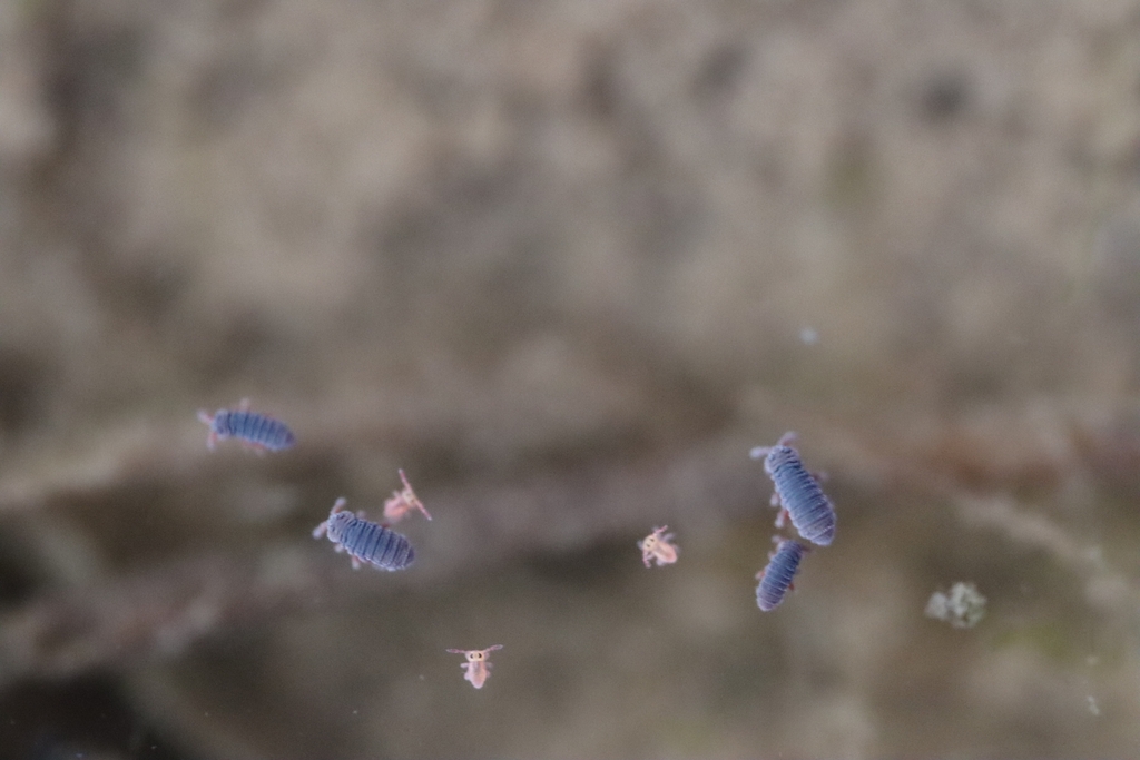 Water Springtail from Hradec Králové, CZ-HK, CZ on March 23, 2026 at 05 ...