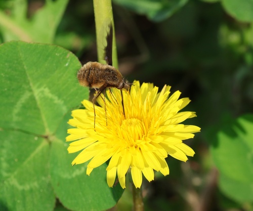 Unknown species found near Zebulon Rd, Zebulon, NC, US