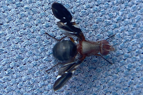 Unknown species found near Fall Cedar Dr, Fort Worth, TX, US