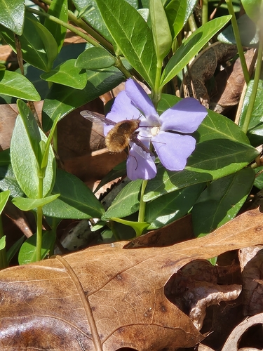 Unknown species found near Asheville, NC 28806, USA