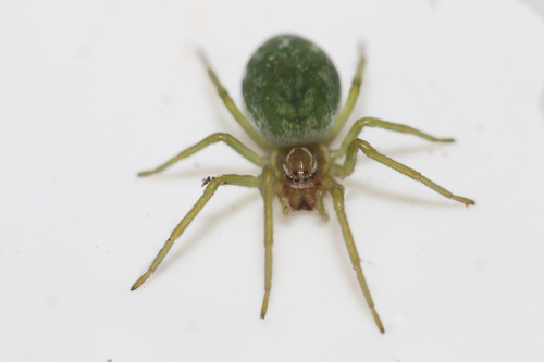 Green Meshweaver