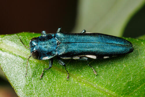 Agrilus acutipennis