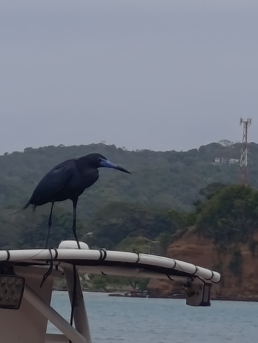 Little Blue Heron