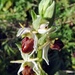 Ophrys sphegodes panormitana - Photo (c) Giovanni Spampinato, todos los derechos reservados, subido por Giovanni Spampinato