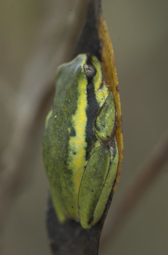 Betsileo Reed Frog