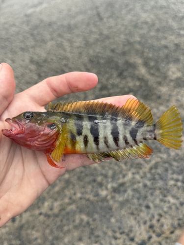 Labrisomus nuchipinnis