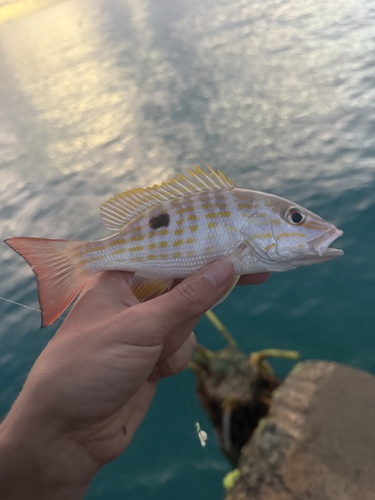 Lutjanus synagris