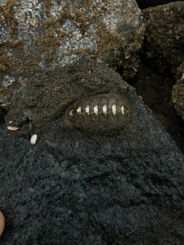 Mopalia hindsii