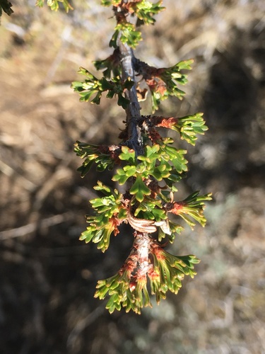 Antelope Bitterbrush