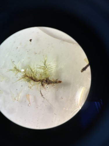 Drepanocladus arcticus