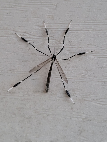 Unknown species found near Pineview, Zebulon, NC 27597, USA