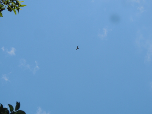 Swallow-tailed Kite