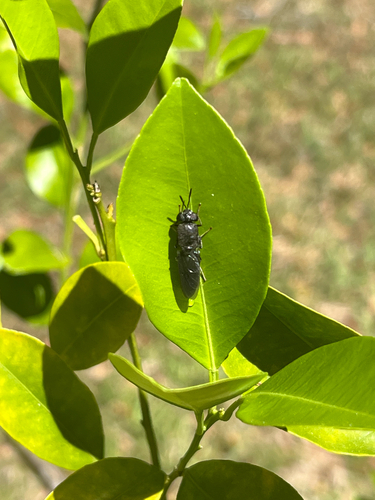 Unknown species found near SE Fourth Ave, Gainesville, FL, US