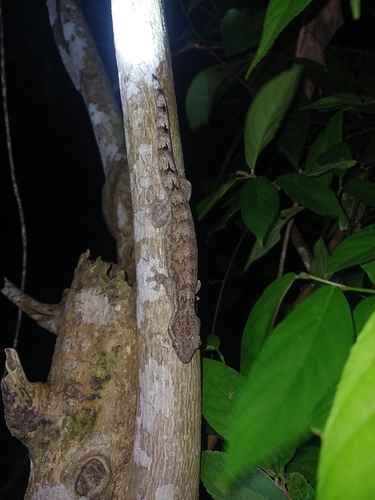 Northern Turniptail Gecko