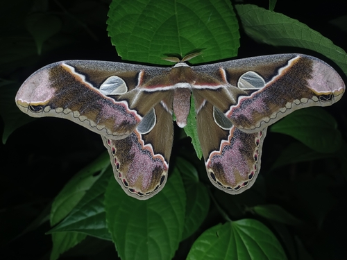 Lebeau's Silk Moth
