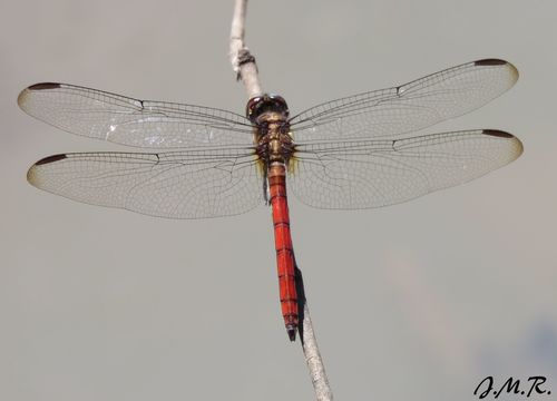 Orthemis ambirufa