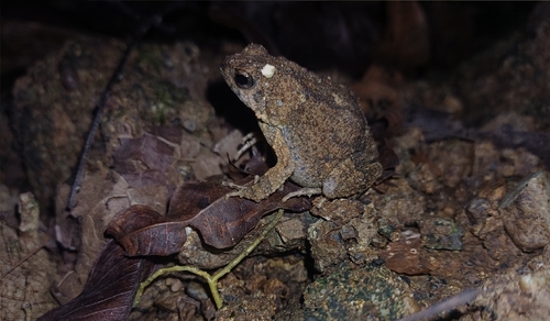 Túngara Frog