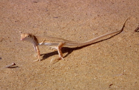 Egyptian Fringe-fingered Lizard