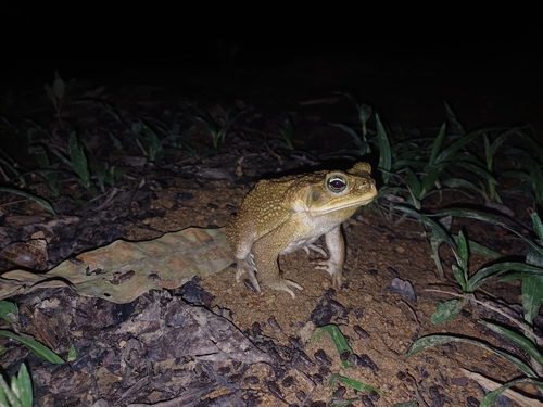 Giant Toad