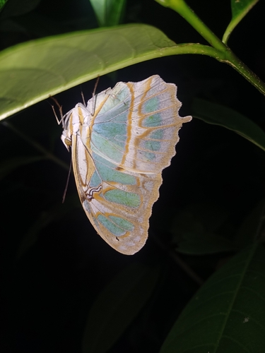 Malachite